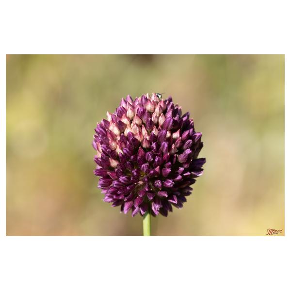 PHOTO84, CLUB, 84 , LUBERON